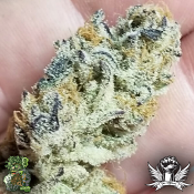 In House Genetics Banana Cake - Feminized