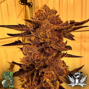 In House Genetics Black Cherry Flambe - Feminized