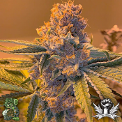 In House Genetics Black Cherry Pie f5 - Regular