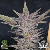 In House Genetics Black Cherry Urkle - Feminized