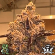 In House Genetics Cherry Bounce - Feminized