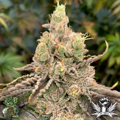 In House Genetics Deluxe Sugar Cane - Feminized