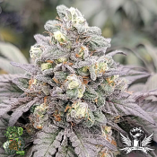 In House Genetics Drizzle - Feminized