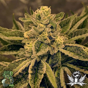 In House Genetics Fierce Animal - Feminized