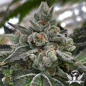 In House Genetics Frosted Apricots - Feminized