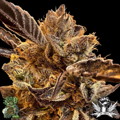 In House Genetics Honeysuckle - Feminized