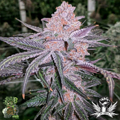 In House Genetics Jelly Sickle - Feminized