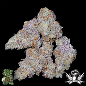 In House Genetics Mint Smoothie - Regular