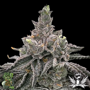 In House Genetics Orange Burst - Feminized