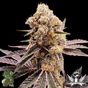 In House Genetics Platinum Z - Feminized