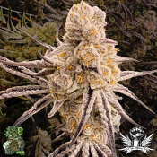 In House Genetics Platinum ix - Feminized