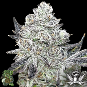 In House Genetics Slurmint ix - Regular