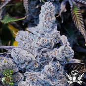 In House Genetics Slurricane #7 S1 - Feminized