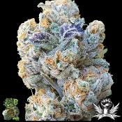 In House Genetics Slurricane - Feminized