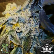 In House Genetics Sugar Cane - Feminized