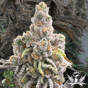 In House Genetics Sugar Pie - Feminized