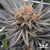 In House Genetics Sugoi Zushi - Feminized