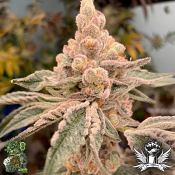 In House Genetics Terp Daddy - Feminized