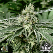 In House Genetics Velvet Skies - Feminized
