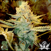 In House Genetics Zilky Zmooth - Regular