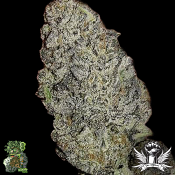 In House Genetics Zurple Punch BX - Feminized