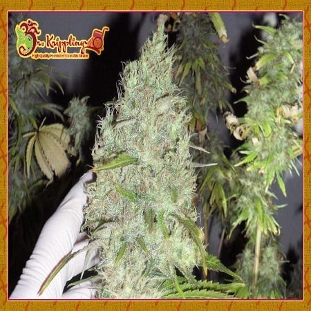 2025 Cannabis Seed Collection - Incredible Bulk - Feminized