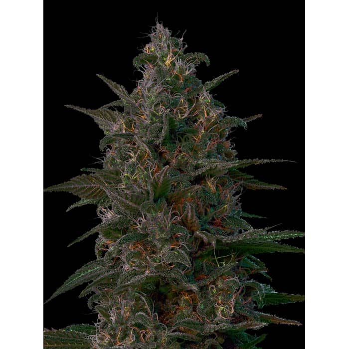 VIP Seeds Indian Kush Feminized 