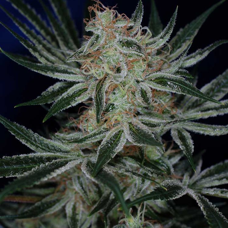 TGA Subcool Seeds Jack The Ripper Feminized 