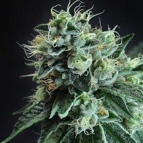 TGA Subcool Seeds Jesus OG - Feminized 