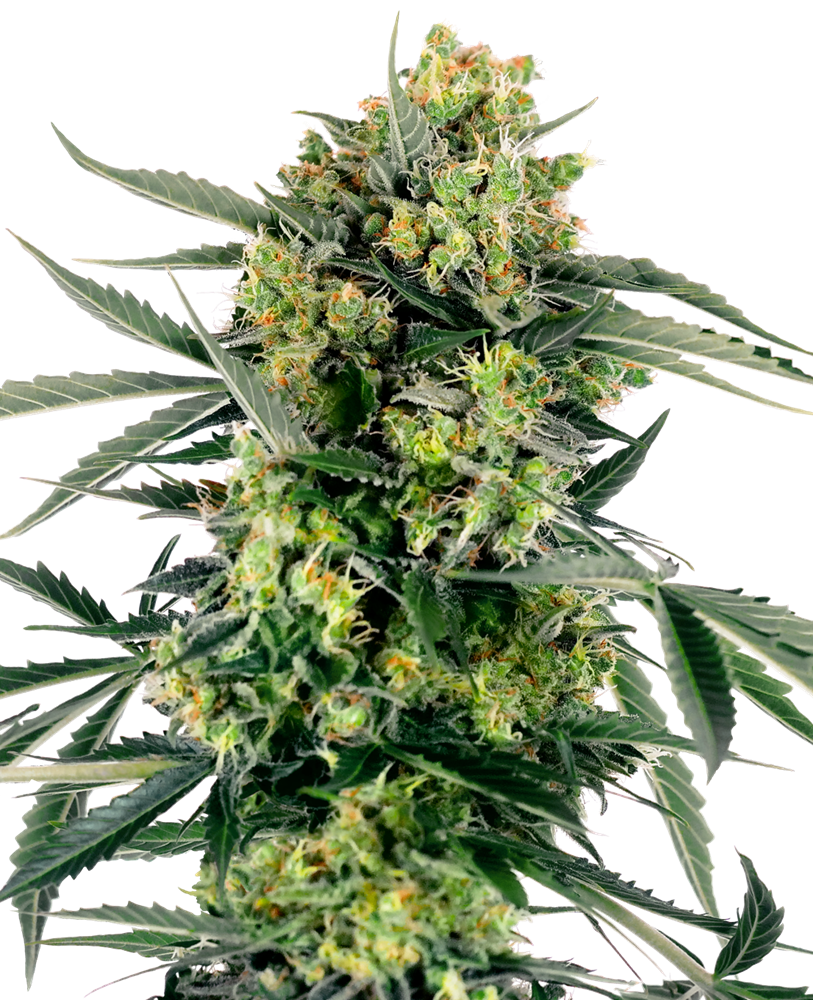 Sensi Seed Bank Seeds - Jack Herer Auto - Feminized