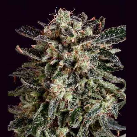 SuperCBDx Seeds Jack Flash x SCBDx Feminized