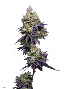 Maverick's Genetics Seeds - Jasmine Panna Cotta Feminized
