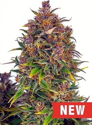 Cream of The Crop Seeds Jealousy Auto Feminised