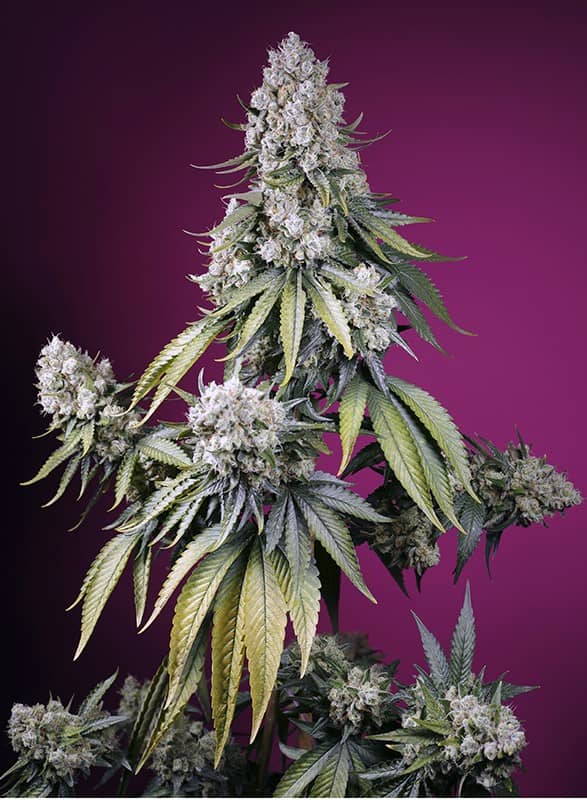  Sweet Seeds - Jealousy Z XL Auto - Feminized 