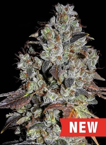Cream of the Crop Seeds Jealousy Feminized 