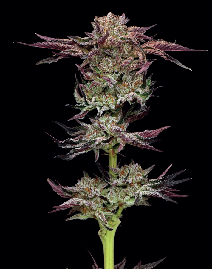 2025 Cannabis Seed Collection - Jelly Donutz - Feminized 
