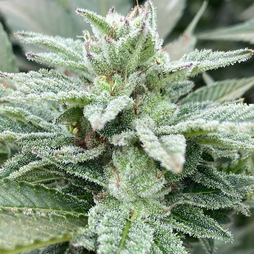 Cali Connection Seeds - Jewel Piece Feminized 