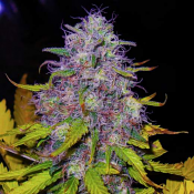 Nirvana Seeds - Jock Horror Feminized