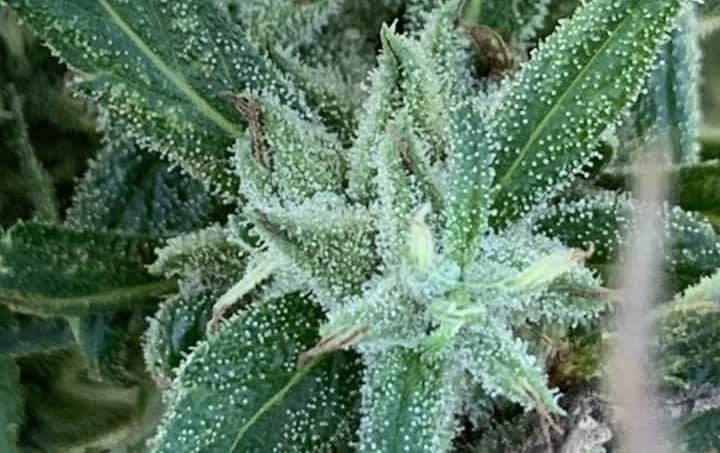 Scott Family Farms Jungle Fire Regular    