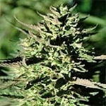 Emerald Triangle Seeds Grapefruit Kush Regular