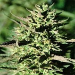Emerald Triangle Seeds Grapefruit Krush Feminized