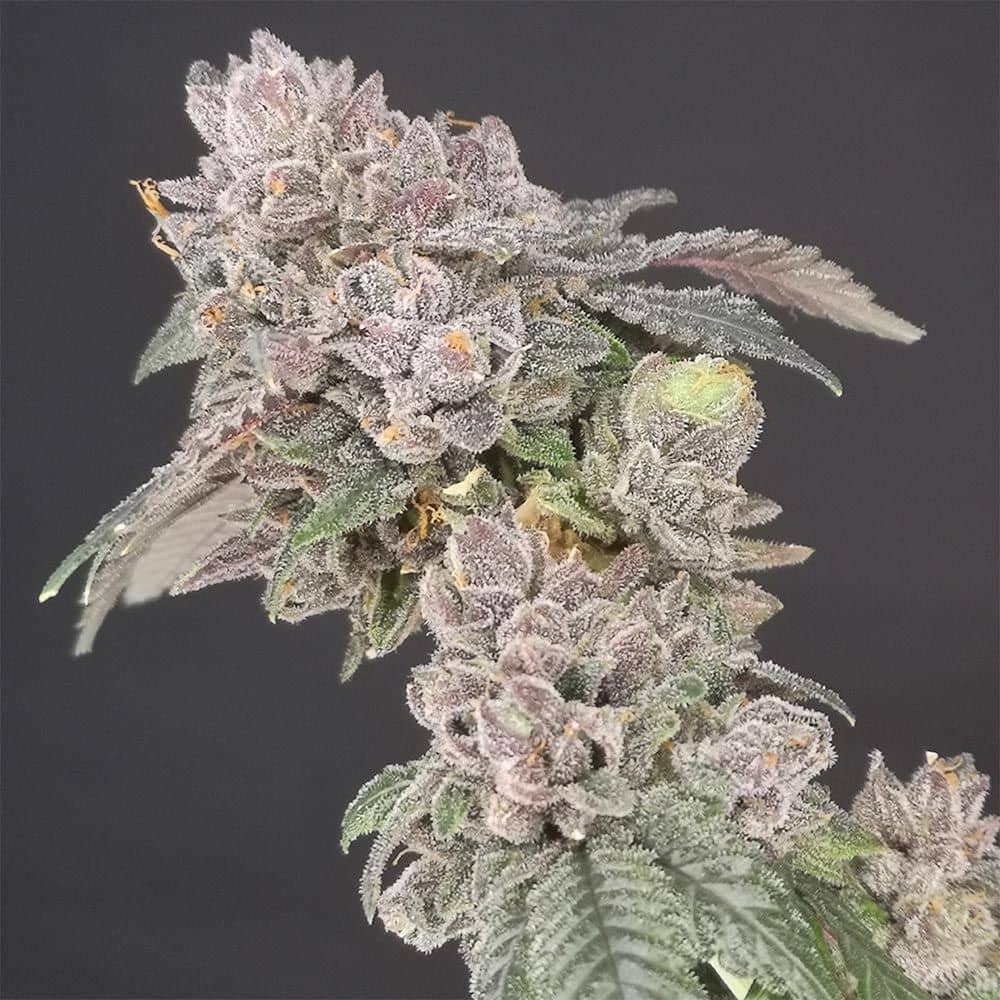 Old School Genetics - Key Banana Pie Feminized