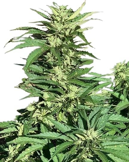 Scott Family Farms King of Rock Regular   