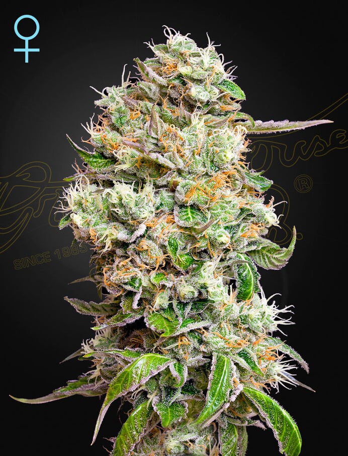 Green House Seeds Kings Kush Auto CBD Feminized 