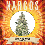 Narcos Seedbank - Kingpin Kush Feminized
