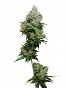 Maverick's Genetics Seeds - Kiwi x Papaya Feminized