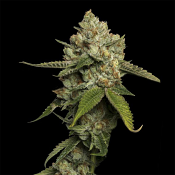 DNA Genetics Seeds - Kosher Prophet - Feminized