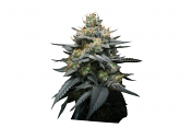 Superstrains Seeds - Kush Mint Auto Feminised