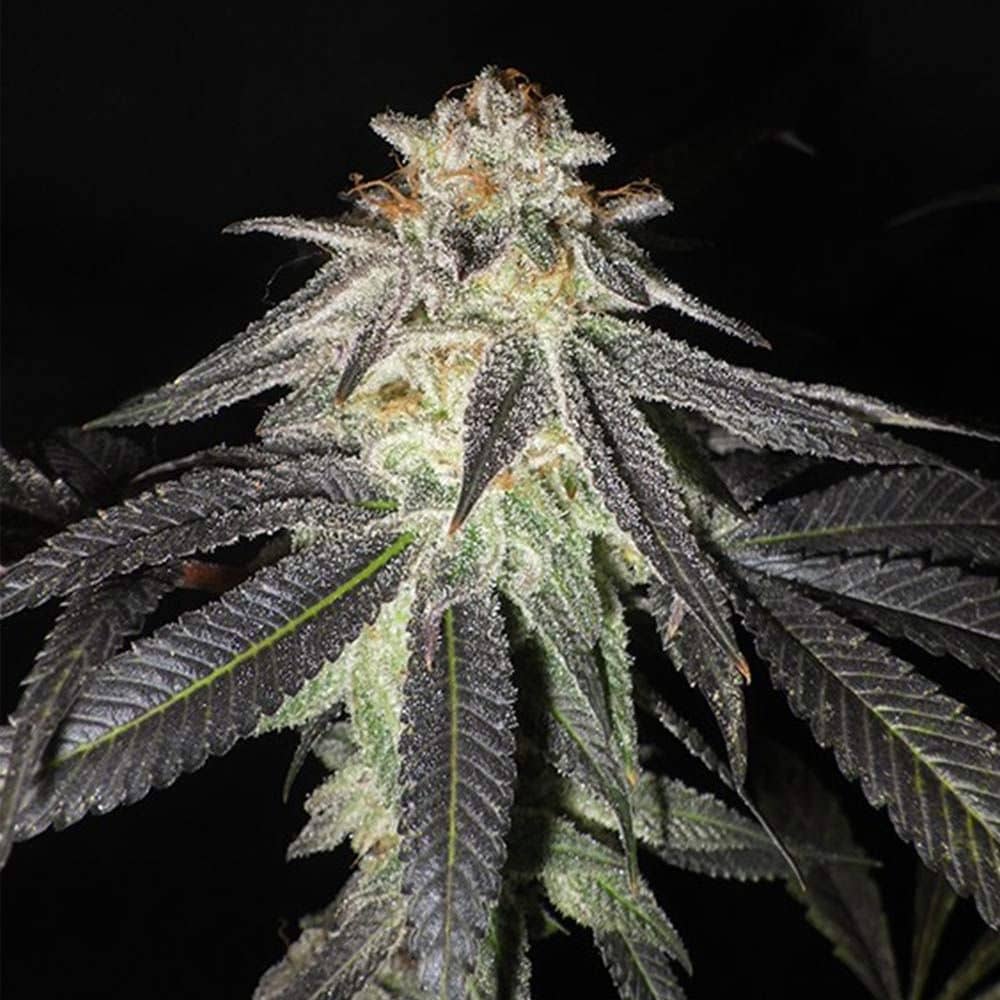 Seedism Seeds - Kush Valley Gelato - Feminized