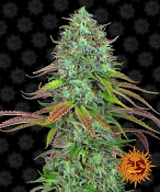 2025 Cannabis Seed Collection - L.S.D Auto Feminized
